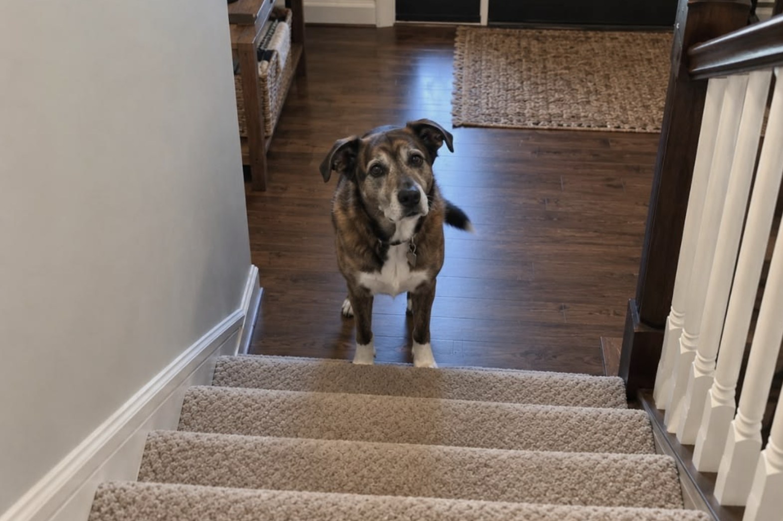 A senior dog waiting at the bottom of the stairs